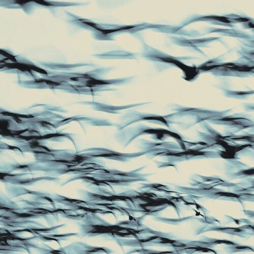 BELLBIRD - CALL Vinyl LP