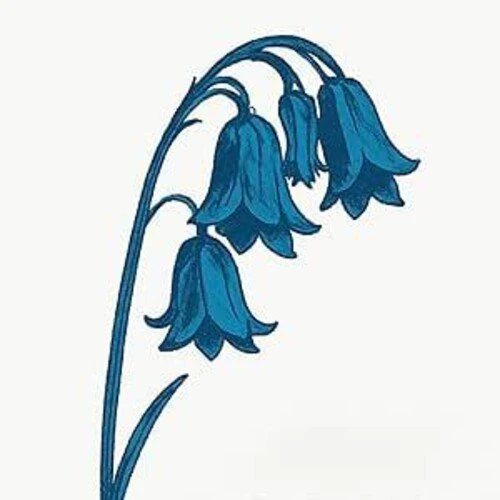 BLUEBELLS - THIS IS THE BLUEBELLS - BLUE VINYL Vinyl LP