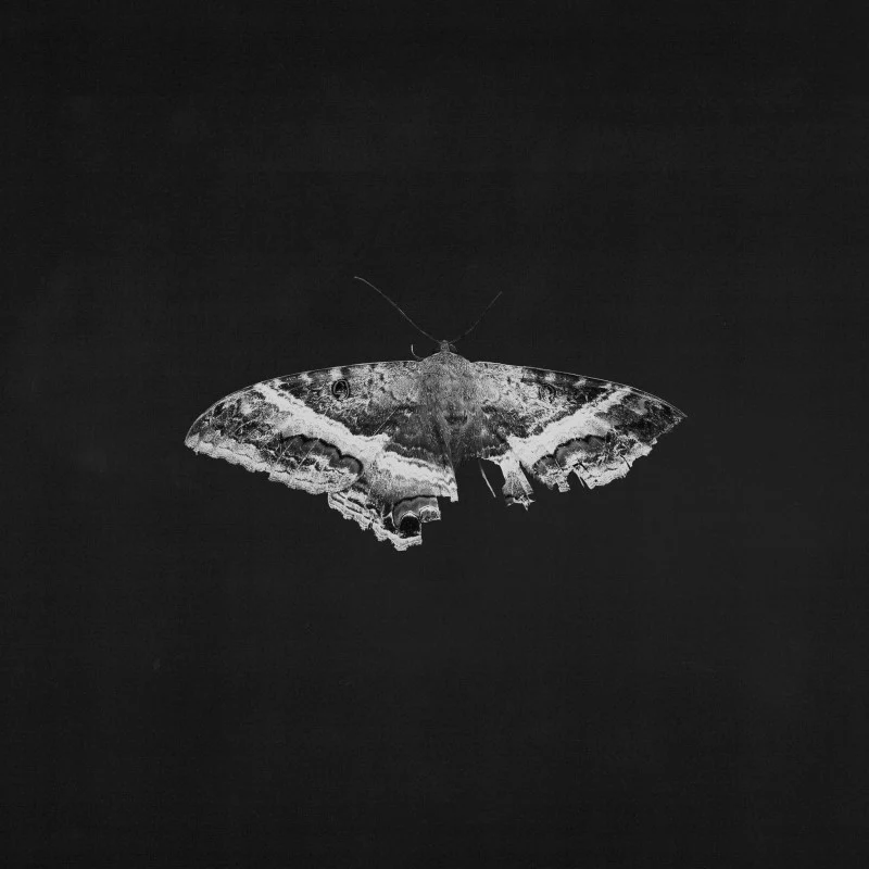 LAMAR,KENDRICK - TO PIMP A BUTTERFLY Vinyl LP - Image 2