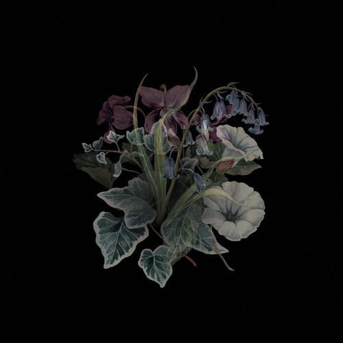 NHOR - WILDFLOWERS Vinyl LP